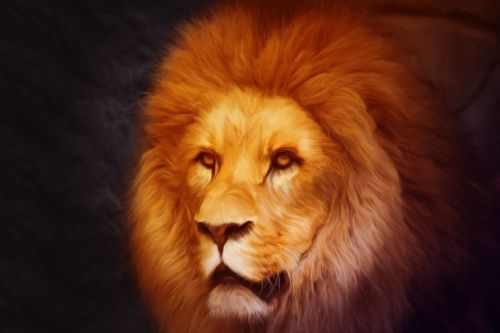 Liūtas, Photoshop, Portretas, Gyvūnų Pasaulis, Kompozicija