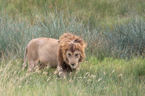 Liūtas, Gyvūnai, Afrika