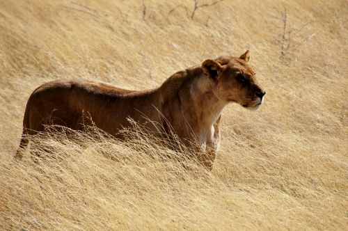 Liūtas, Liūtas, Laukiniai, Katė, Wildcat, Gyvūnai, Gamta, Plėšrūnai, Afrika, Plėšrūnas, Namibija, Etosha, Nacionalinis Parkas