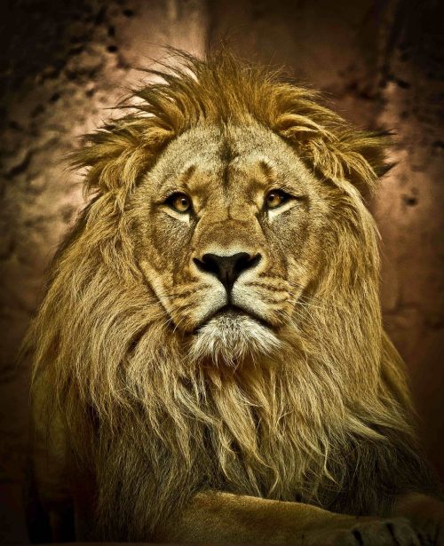 Liūtas, Zoologijos Sodas, Plėšrūnas, Afrika, Liūto Menkė, Didelė Katė, Gyvūnų Portretas