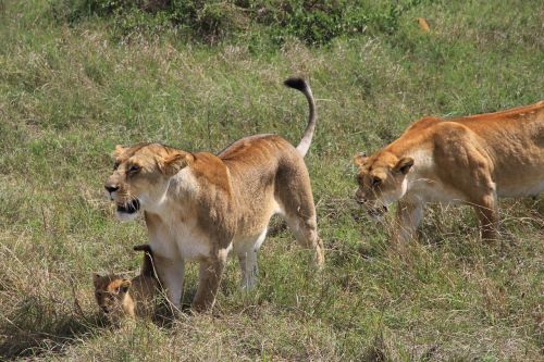 Liūtas, Šeima, Liūto Kūdikis, Afrika, Safari, Gamta, Nacionalinis Parkas, Plėšrūnas, Savana