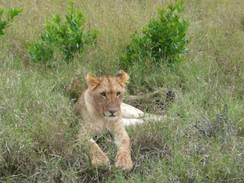 Liūtas,  Cub,  Kenya,  Laukiniai,  Laukinė Gamta