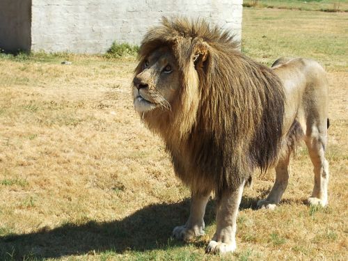 Liūtas,  Liūto Menkė,  Pietų Afrika,  Wildcat,  Katė,  Panthera Leo