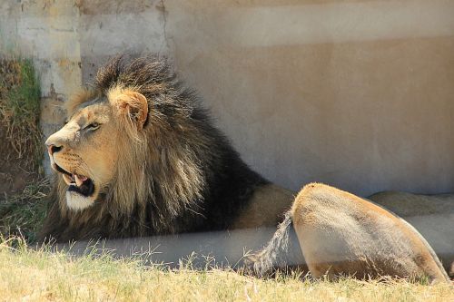 Liūtas,  Dantis,  Plėšrūnas,  Afrika,  Didelė Katė,  Pėdos,  Žiurkė,  Pietų Afrika