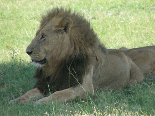 Liūtas, Laukinė Gamta, Patinas, Gyvūnas, Laukiniai, Katė, Žinduolis, Mėsėdis, Kačių, Didelis, Leo, Žiurkė, Plėšrūnas, Pavojingas, Galia, Didingas, Panthera, Rūšis, Okavango Delta, Botsvana, Afrika