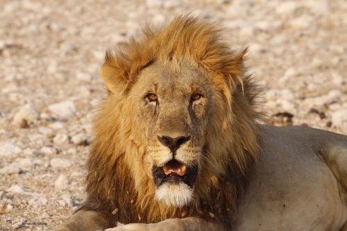 Liūtas,  Pasha,  Afrika
