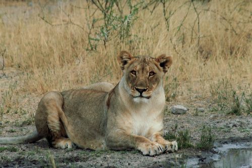 Liūtas, Moteris, Katė, Laukinė Gamta, Namibija, Afrika, Gamta, Pavojingas, Laukiniai