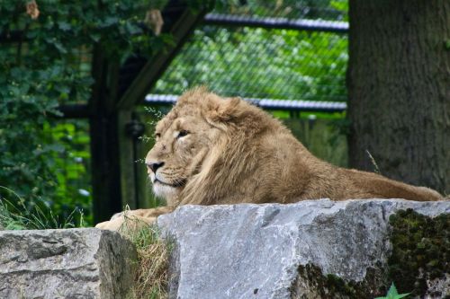 Liūtas, Planckendael, Zoologijos Sodas