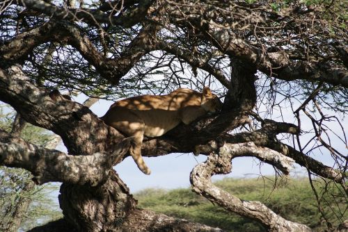 Liūtas, Miegoti, Afrika