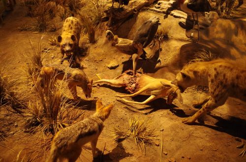 Liūtas, Apželdinimas, Šanchajaus Gamtos Istorijos Muziejus