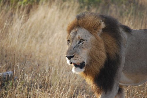 Liūtas, Pietų Afrika, Safari, Afrika, Laukinė Gamta, Kelionė, Plėšrūnas, Liūto Galvą, Patinas