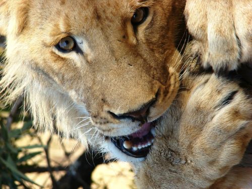 Liūtas, Pietų Afrika, Gyvūnas, Gyvūnų Pasaulis, Laukinė Gamta, Plėšrūnas, Nacionalinis Parkas, Didelė Katė, Katė, Gyvūnų Portretas, Paw, Afrika, Safari, Laukinis Gyvūnas, Wildcat, Laukiniai