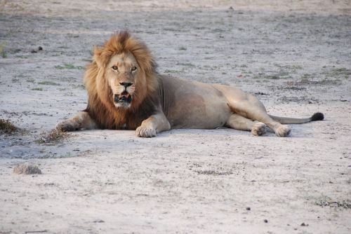 Liūtas, Pietų Afrika, Parkas, Laukinis Gyvūnas