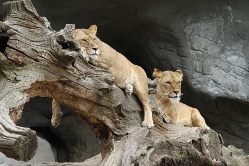 Liūtas, Afrika, Plėšrūnas, Wildcat, Serengeti