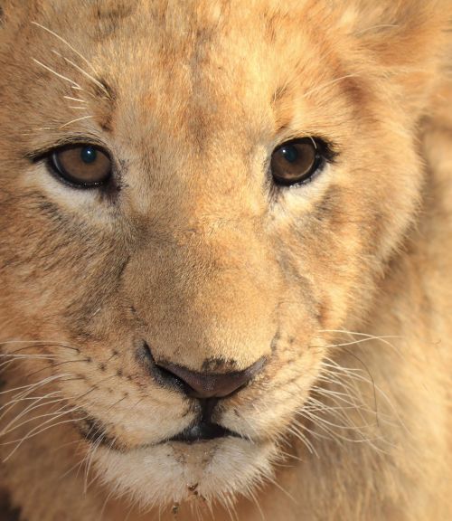 Liūto Jauniklis, Didelis 5, Liūtas, Gamta, Afrika, Safari, Jaunas