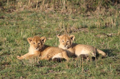 Liūto Kūdikiai, Afrika, Kenya, Masai Mara, Safari, Liūtas