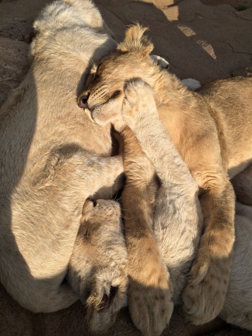 Liūto Kūdikiai, Liūto Parkas, Afrika, Pietų Afrika, Laukinė Gamta, Mielas