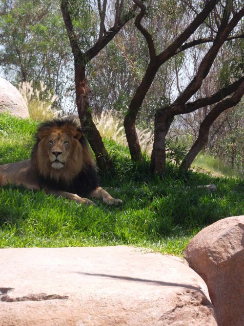 Lion,  Zoo,  Rasta,  Judah,  Lion Roar