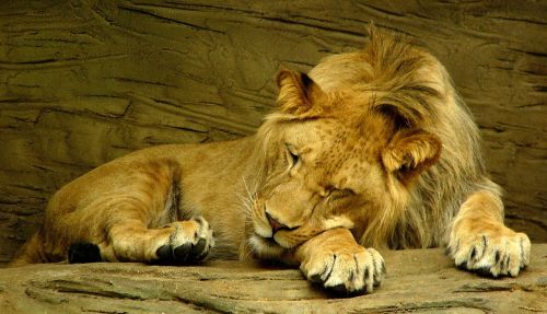 Liūtas Miega, Laukinis Gyvūnas, Patinas, Zoologijos Sodas, Laukinė Gamta, Gamta, Didelė Katė