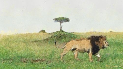 Liūtas,  Afrika,  Liūtas