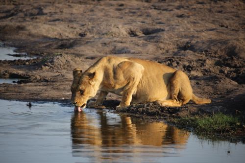 Liūtas, Laukinė Gamta, Zimbabvė