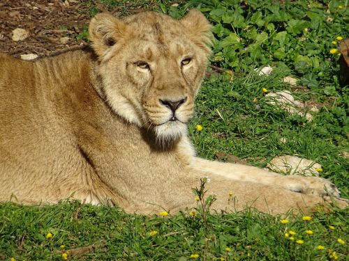 Liūtas, Savana, Afrika, Gyvūnas, Gyvūnai