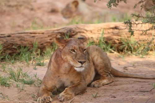 Liūtas, Afrika, Gamta