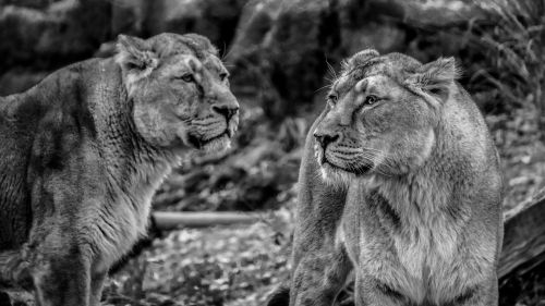 Liūtas, Liūtas, Laukiniai, Plėšrūnas, Katė, Wildcat, Liūto Moterys, Afrika, Gyvūnų Pasaulis, Kenya, Großkartze