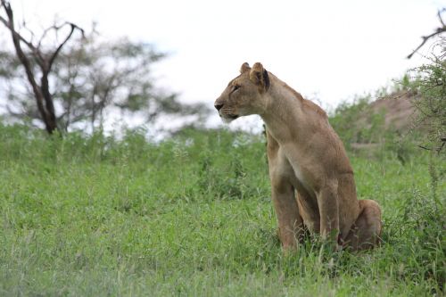 Liūtas, Afrika, Tanzanija, Tarangire, Liūtas, Laukinis Gyvūnas, Safari, Laukinė Gamta, Gyvūnų Pasaulis, Laukiniai, Nacionalinis Parkas, Dykuma, Gamta
