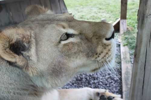 Liūtas, Safario Parkas, Hemmingfordas