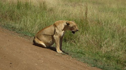 Liūtas, Afrika, Masai Mara