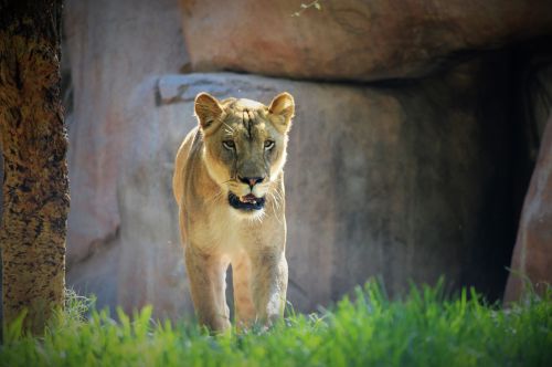 Liūtas, Safario Parkas, San Diego