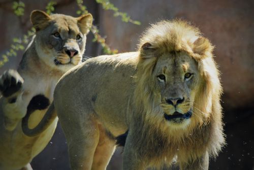 Liūtas, Liūtas, Safario Parkas, San Diego