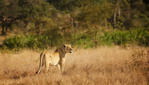 Liūtas, Savana, Bushveld, Moteris, Medžiotojas, Kruger, Natūralus, Plėšrūnas, Katė