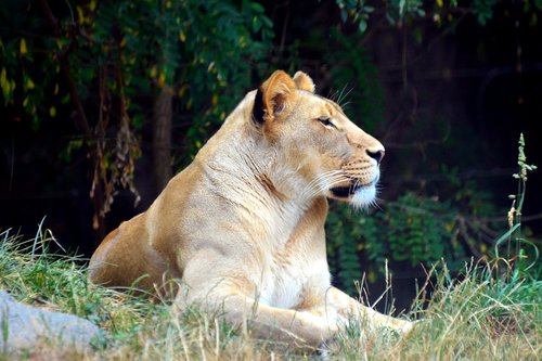 Liūtės,  Liūtas,  Tigras,  Laukinių,  Zoo,  Katė,  Didelis,  Kačių,  Predator,  Liūtas,  Moteris,  Kailiai,  Gyvūnas,  Afrikos,  Gyvūnijos