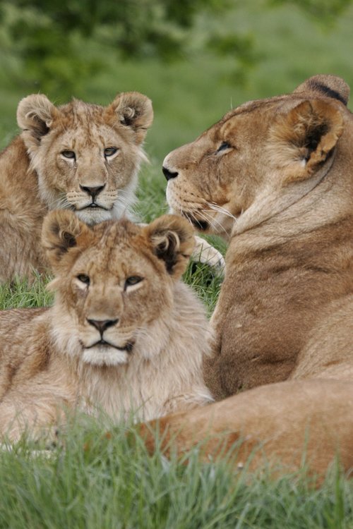 Liūtės,  Liūtukų,  Liūtas,  Cub,  Afrikoje,  Mėsėdis,  Pasididžiavimas,  Jauna,  Hunter,  Liūtas,  Safari,  Moteris,  Predator,  Kačių,  Gyvūnijos,  Laukinis