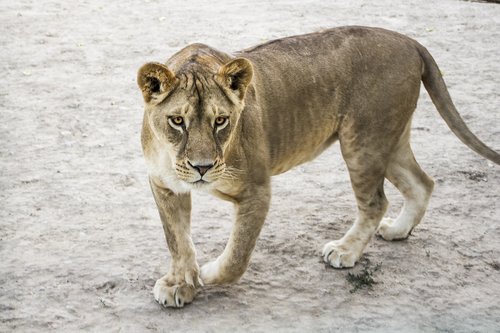 Liūtės,  Zoo,  Gyvūnai,  Žinduoliai,  Gyvosios Gamtos,  Laukinių,  Pobūdį,  Predator,  Katė