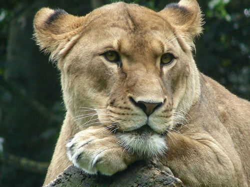 Liūtas, Gyvūnų Pasaulis, Plėšrūnas, Afrika, Laukiniai, Gyvūnas, Katė, Wildcat, Didelė Katė, Laukinė Gamta, Laukinis Gyvūnas, Portretas