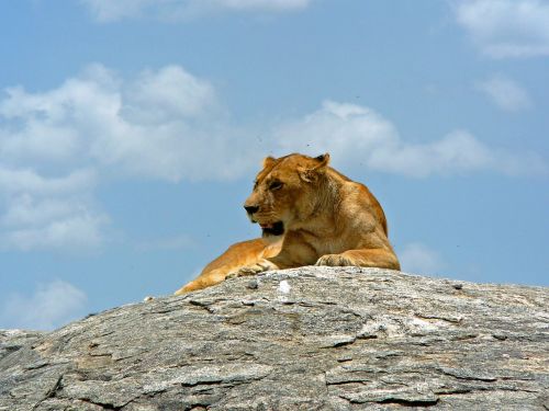 Liūtas,  Medžioklė,  Gyvūnas,  Laukiniai,  Afrika,  Tanzanija