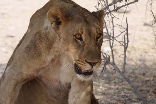 Liūtas,  Pilnas,  Namibija,  Fauna,  Gyvūnas,  Gyvūnų Pasaulis