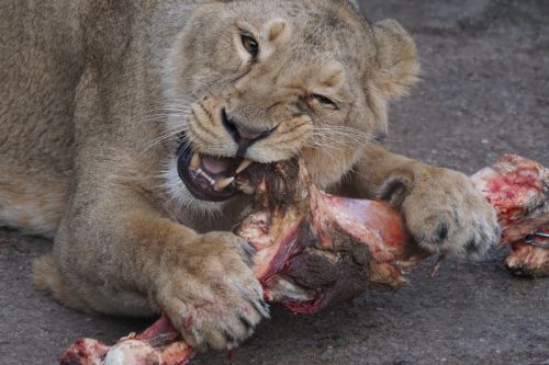 Liūtas,  Maistas,  Zoologijos Sode