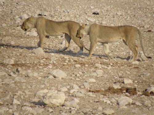 Liūtojai, Namibija, Parkas