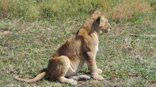 Lionetas, Afrika, Savana