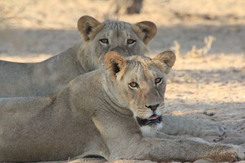 Liūtys, Afrika, Laukiniai, Laukinė Gamta, Gyvūnas, Gamta, Safari, Žinduolis, Kačių, Dykuma, Žiūri, Liūtas, Mėsėdis