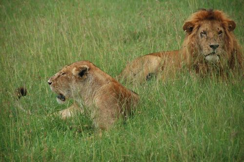 Liūtys, Kenya, Poilsis, Laukiniai Kaip, Afrika, Fauna, Plėšrūnai, Džiunglių Karalius, Gulėti Žolėje