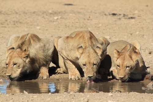 Liūtys, Gerti, Safari, Afrika, Laukinė Gamta, Vandens Skylė