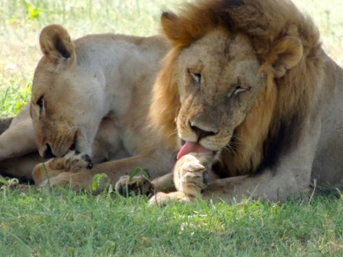 Liūtys, Patinas, Moteris, Liūto Lyžis Kojų, Afrikinis Liūtas, Safari, Lyžis Kaklas, Kačių, Tanzanija, Laukinė Gamta