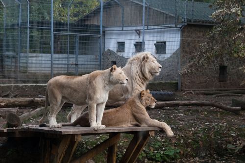 Liūtys, Zoologijos Sodas, Nyíregyháza, Vengrija