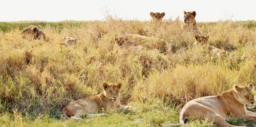 Liūtys, Pasididžiavimas, Gyvūnas, Katė, Liūto Moterys, Tanzanija, Safari, Laukinė Gamta, Afrika, Kačių, Mėsėdis, Plėšrūnas, Žmogus-Eateras, Žinduolis, Liūtas, Wildcat, Serengeti