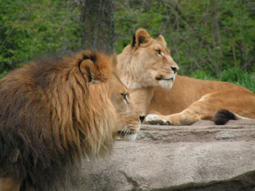 Liūtys,  Pitsburge,  Zoologijos Sodas,  Liūtai